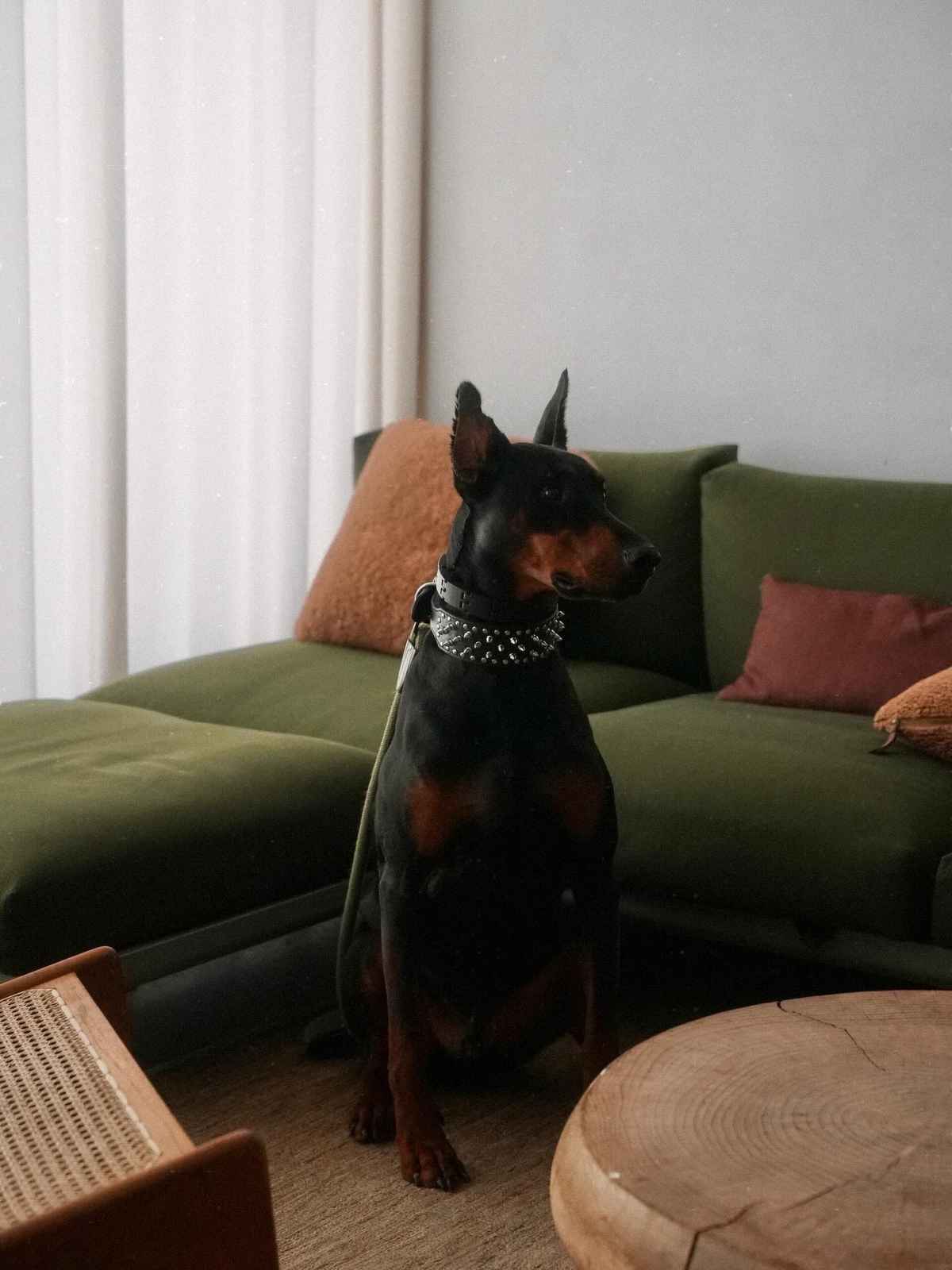 Black Doberman relaxing in a modern hotel room